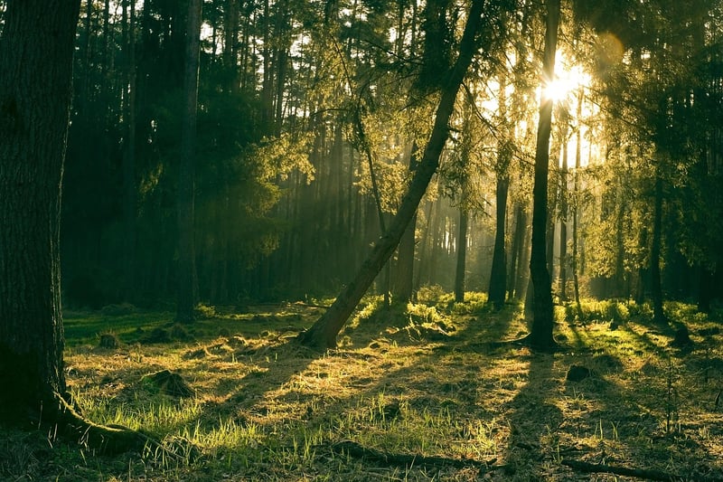 Mystical Plants