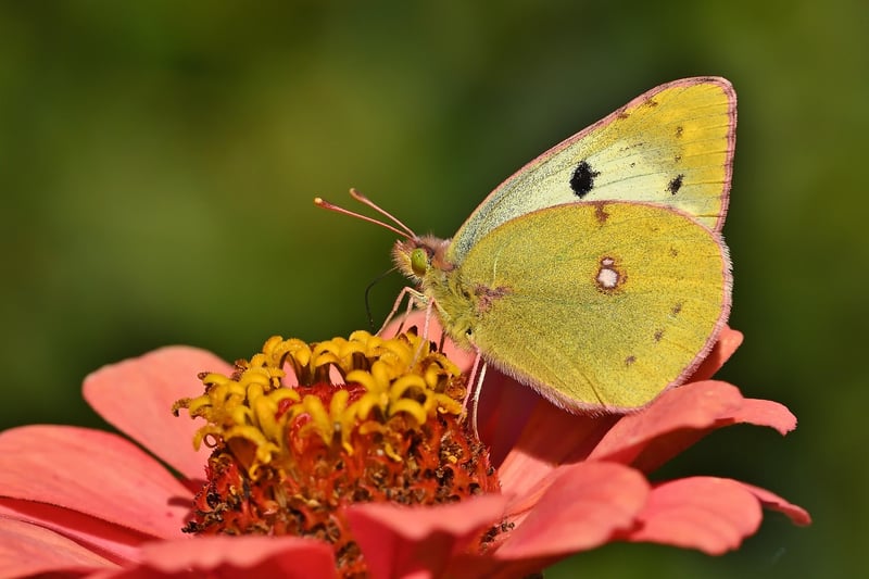 Butterfly Garden
