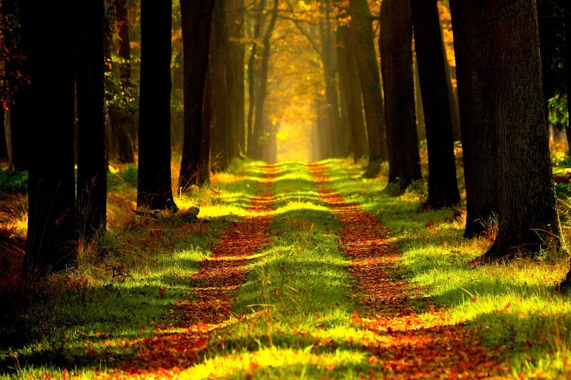 Whispering Willow Path